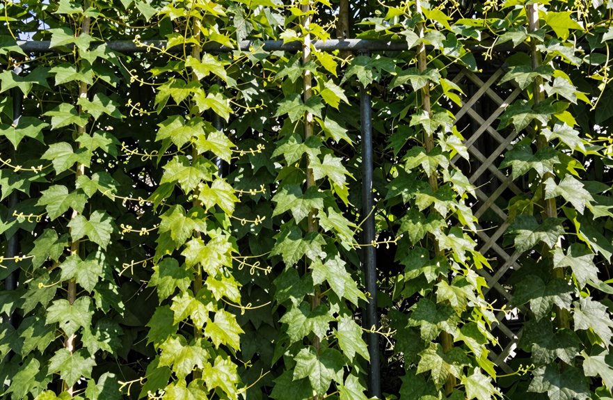 trellis height by climate