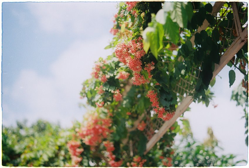 trellis ready climbing plant selections