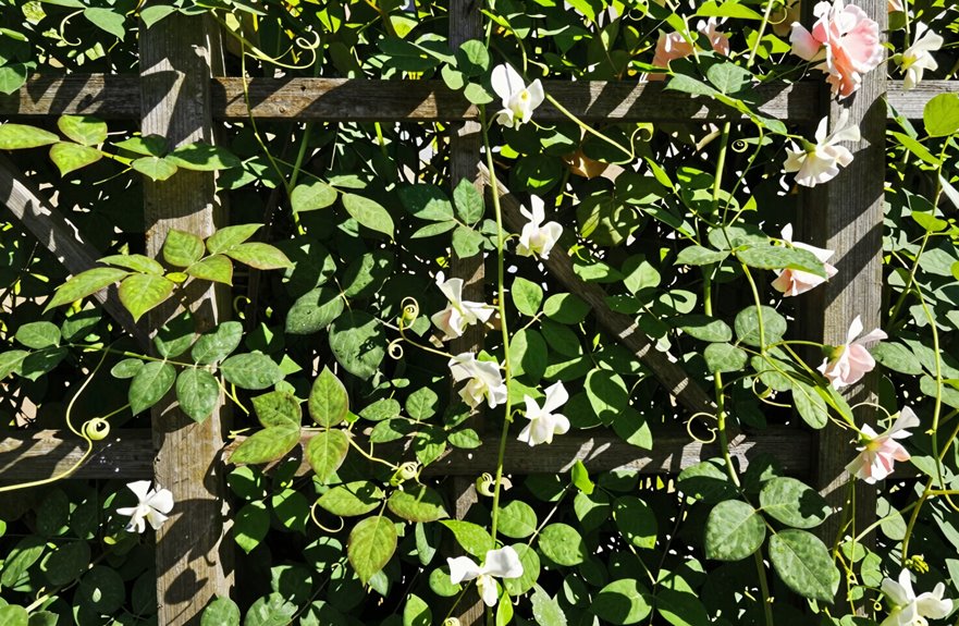 trellis weight matches plant weight